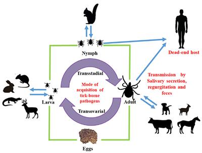 Advances in the Study of the Tick Cattle Microbiota and the Influence on Vectorial Capacity